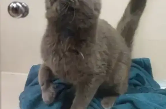 Найдена кошка, , фото: Кот найден: Каспийская ул., 6, Садовый