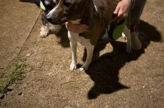 Найдена собака, Москва, фото: Басенджи найден на Академика Павлова, 21