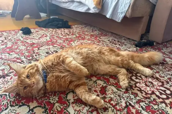 Пропала кошка, Полевая 65, Серноводск