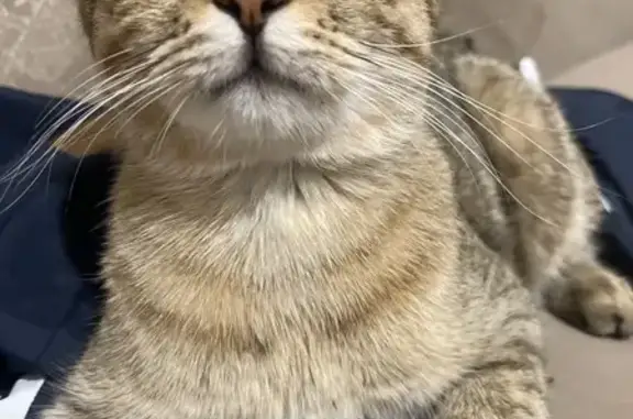 Найдена кошка, Анапа, фото: Кошка найдена: Абрикосовая ул, 33, Анапа