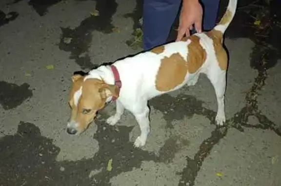 Собака найдена: Киргизская ул., Ростов-на-Дону