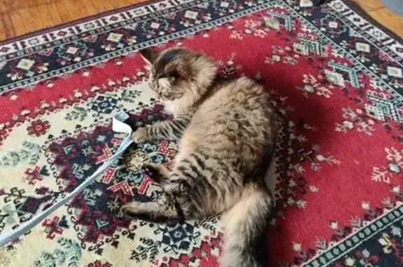 Найдена кошка на ул. Тихомирова, Москва