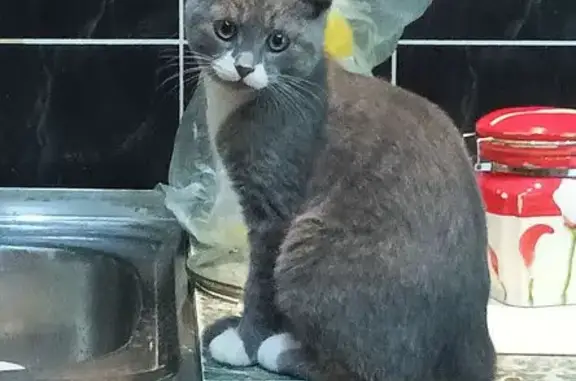 Кошки потеряшки, Бежецк, фото: Потеряшка кошка, Бежецк, наб. Николаева