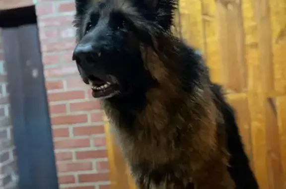 Собаки потеряшки, Самара, фото: Потеряшка собака, Земледельческая 21, Самара