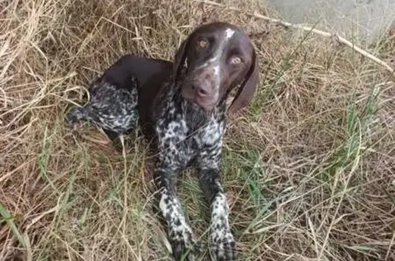 Объявления о пропавших и найденных животных, Краснодарский край, фото: Собака нашлась: Армавир, Краснодарский край