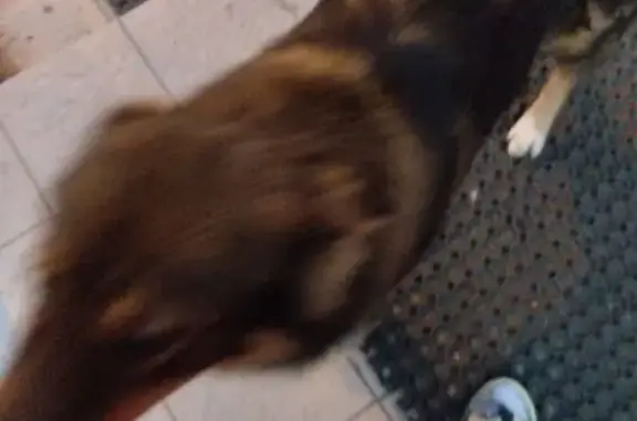 Найдена собака, Екатеринбург, фото: Пёсик найден на ул. Вилонова, 33, Екб