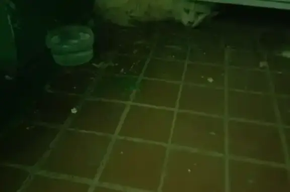 Найденные животные Нижнекамск, фото: Кошка найдена: ул. Гагарина, 29, НКамск