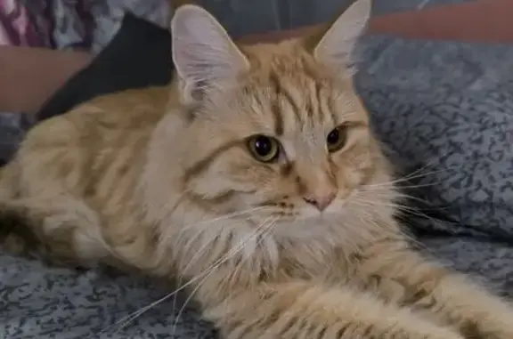 Кошки потеряшки, Ханты-Мансийск, фото: Потеряшка кошка, 103 Ханты-Мансийск