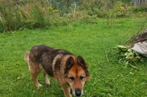 Найдена собака, , фото: Найдена собака на Заречной улице