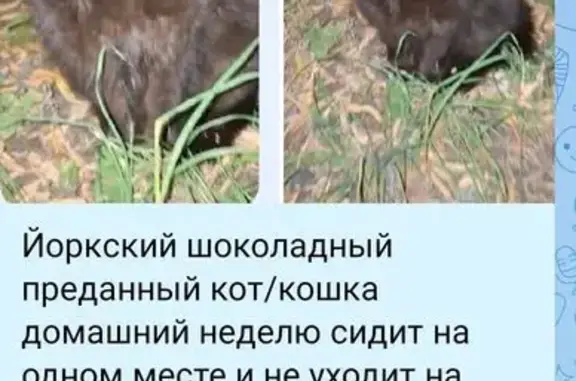 Кошка найдена: ул. Металлургов 25, Москва