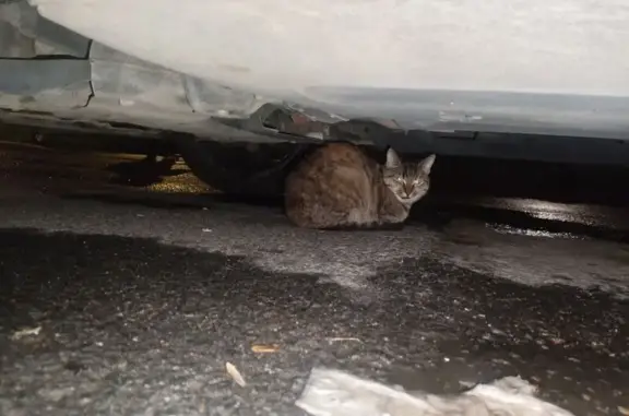 Найдена кошка, ул. Лёни Голикова, 47