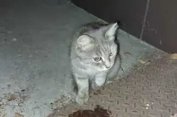 Найдена кошка, Ульяновск, фото: Кошка найдена, ул. Минаева, Ульяновск