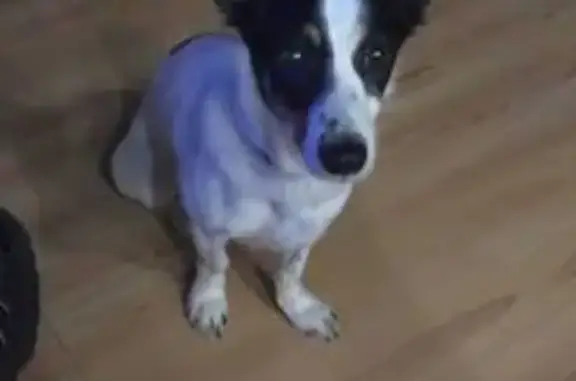 Пропала собака, ул. Зверева, 43, Надым