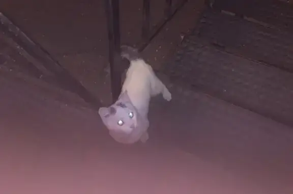 Кошка найдена: Ново-Садовая 265А, Самара