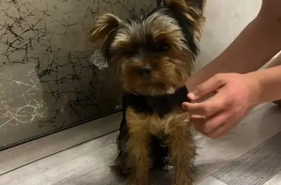 Йорк найден: ул. Мира, 57, Тюмень