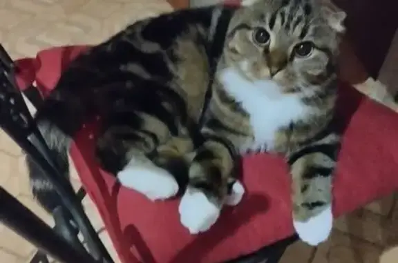 Пропала вислоухая кошка, Веряжская 5