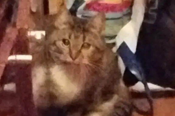 Кошка найдена в Нижнем Новгороде