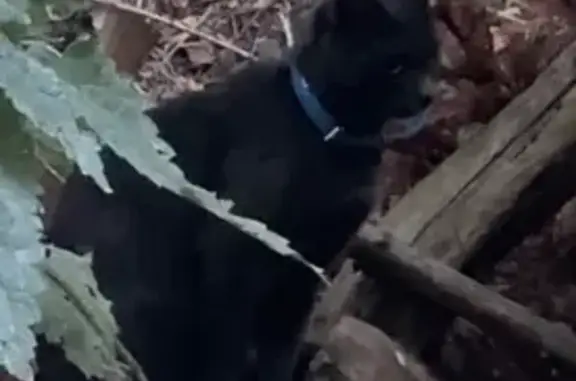 Кошка найдена, ул. Щепкина 4, Казань