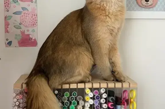 Пропала кошка на Восточной, 11, Косырёвка