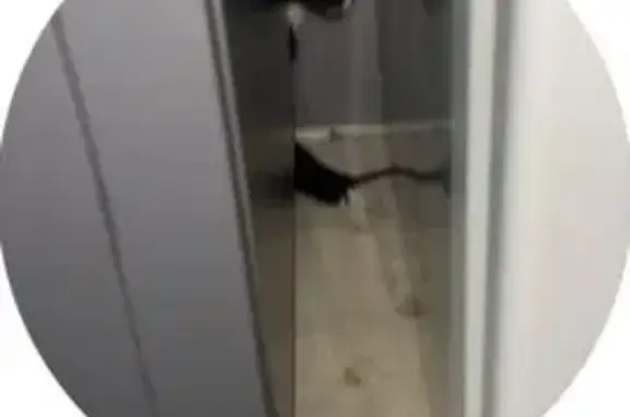 Найдена кошка на проспекте Ливанова, 26