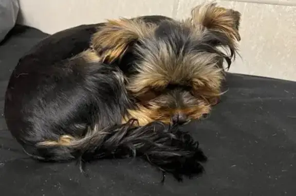 Собака найдена: ул. 9 Января, Тюмень