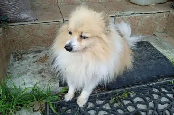 Собаки потеряшки, Луховицы, фото: Потеряшка собака, ул. Фрунзе 21, Луховицы