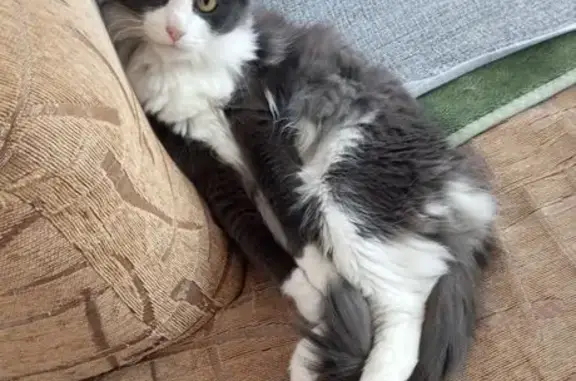 Пропала кошка, Малыковская ул. 2, Вольск