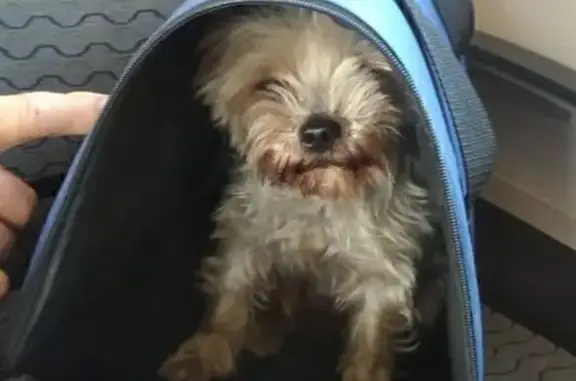 Собаки потеряшки, Малаховка, фото: Потеряшка собака Йорк, Тургенева 71В