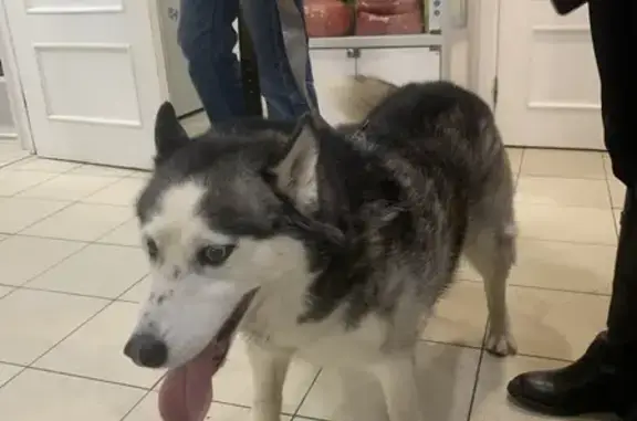 Найдена собака, Санкт-Петербург, фото: Найдена собака, Рыбацкий пр., 1, СПб