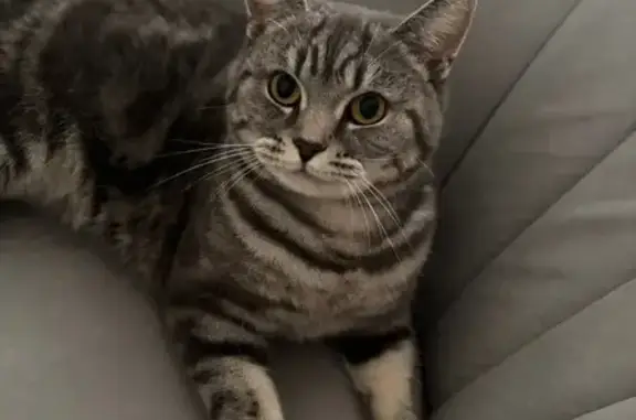 Пропала кошка, 3-я ул. Ермака, 21А, Чебоксары