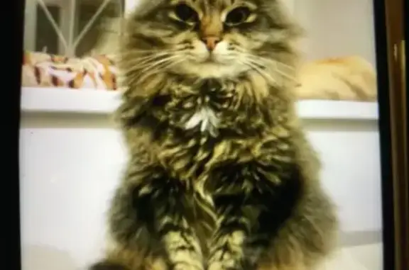 Кошки потеряшки, Марушкино, фото: Потеряшка кошка на ул. Полевая, д. 7, Марушкино