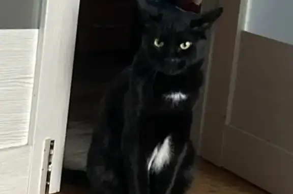 Кошки потеряшки, Сыктывкар, фото: Потеряшка кошка, Тентюковская 127, Сыктывкар