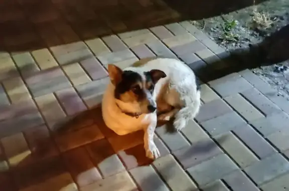 Найдена собака, Черкасская ул., 60, Краснодар