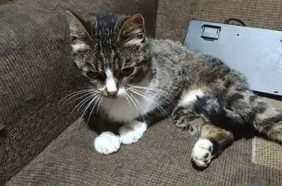 Кошка найдена, ул. Безыменского 1, Владимир