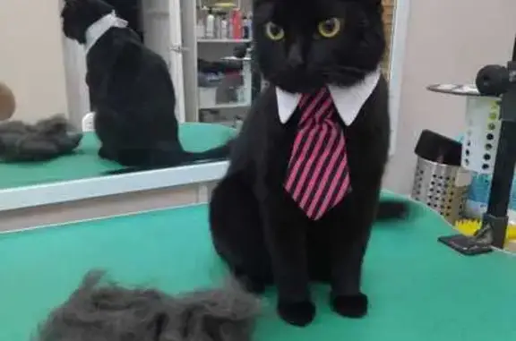 Кошки потеряшки, Орехово-Зуево, фото: Потеряшка черная кошка, Челюскинцев 3