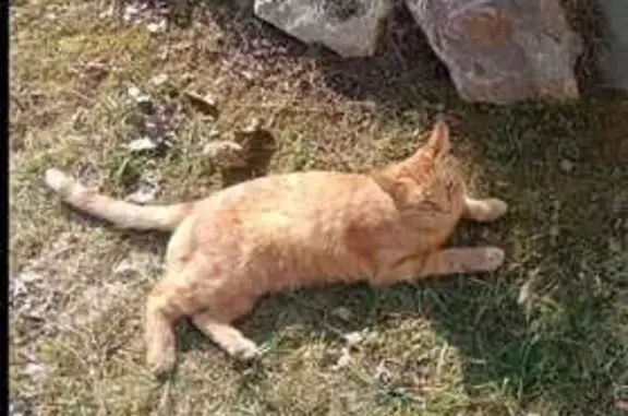 Кошки потеряшки, Ярославль, фото: Потеряшка кот, Преображенская ул., Ярославль