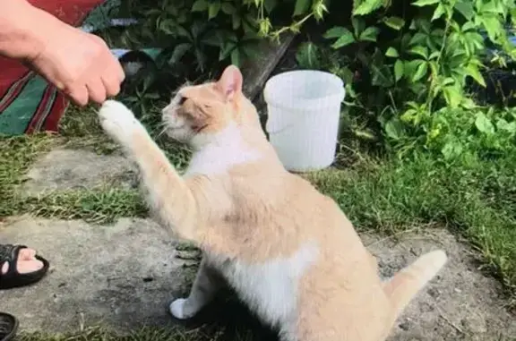 Пропал котик в Ступино, МО