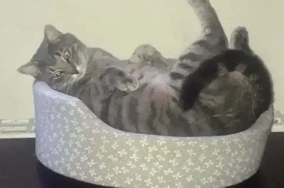 Пропала кошка, МО, Серо-белая, 3 года