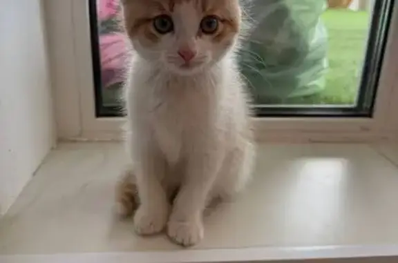 Кошки потеряшки, , фото: Потеряшка котёнок, Пихтовая ул., Прохладный