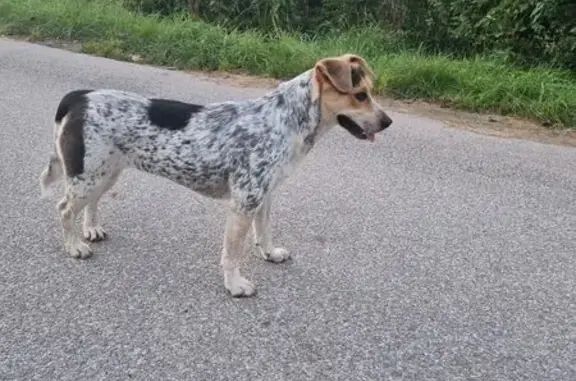 Собака найдена: Озёрная ул., 43, Исаково