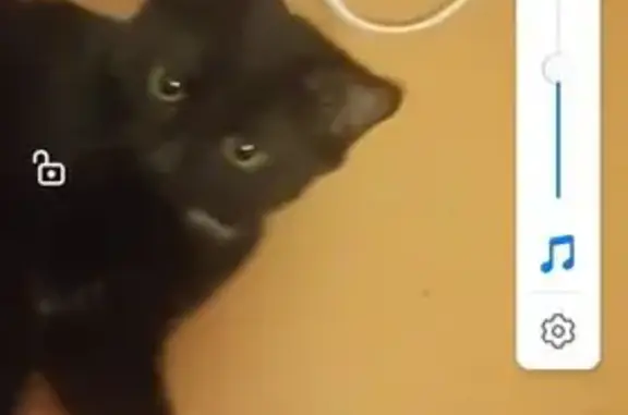 Кошки потеряшки, Оренбург, фото: Потеряшка кот Яшка, Хабаровская ул., Оренбург