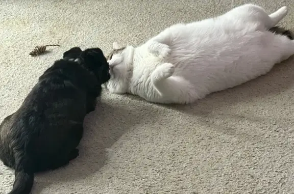 Собаки потеряшки, Тверская область, фото: Потеряшка собака в СНТ Березка, Конаково