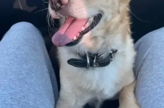 Собаки потеряшки, , фото: Потеряшка собака, Нижневартовск, Югра