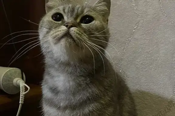 Найдена кошка, Майкоп, фото: Кошка найдена: ул. Димитрова, 11/4