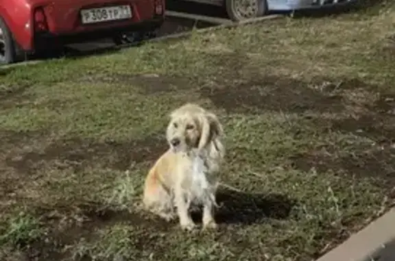 Спаниель найден: 2-й Лазоревый пер., Ростов-на-Дону