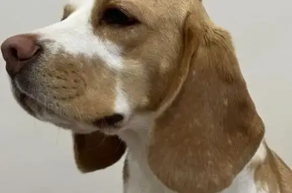 Пропала бигль Лаки, ул. Головенкины, 19