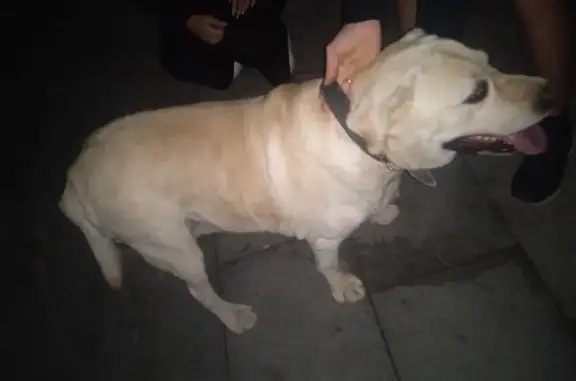 Найдена собака, Судак, фото: Лабрадор найден на Набережной ул., Судак