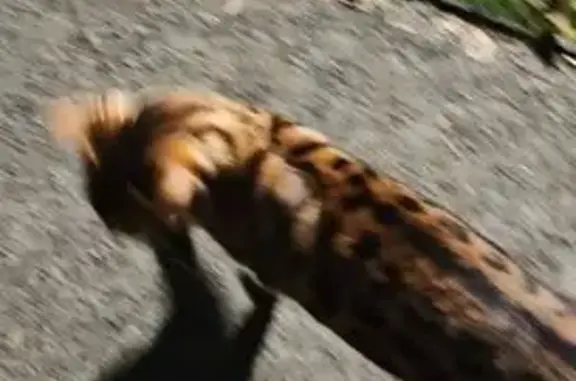 Найдена кошка, , фото: Кошка найдена: Большое Стиклево, Моск. ул.