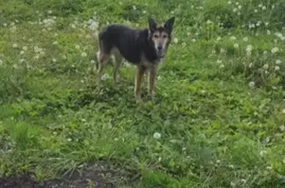 Пропала собака, Магистральная ул. 31, Тамбов