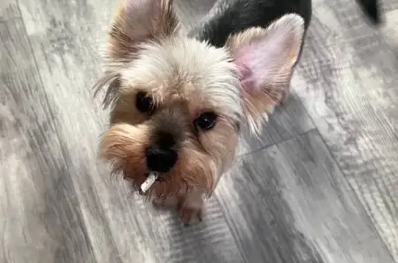 Пропала собака, ул. Фрунзе, 20, Тольятти